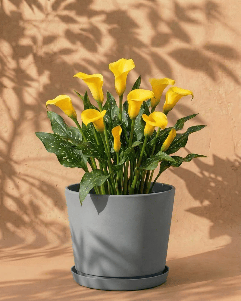 Gelbe Calla im grauen Bloom-Übertopf mit dekorativem Band und Untersetzer