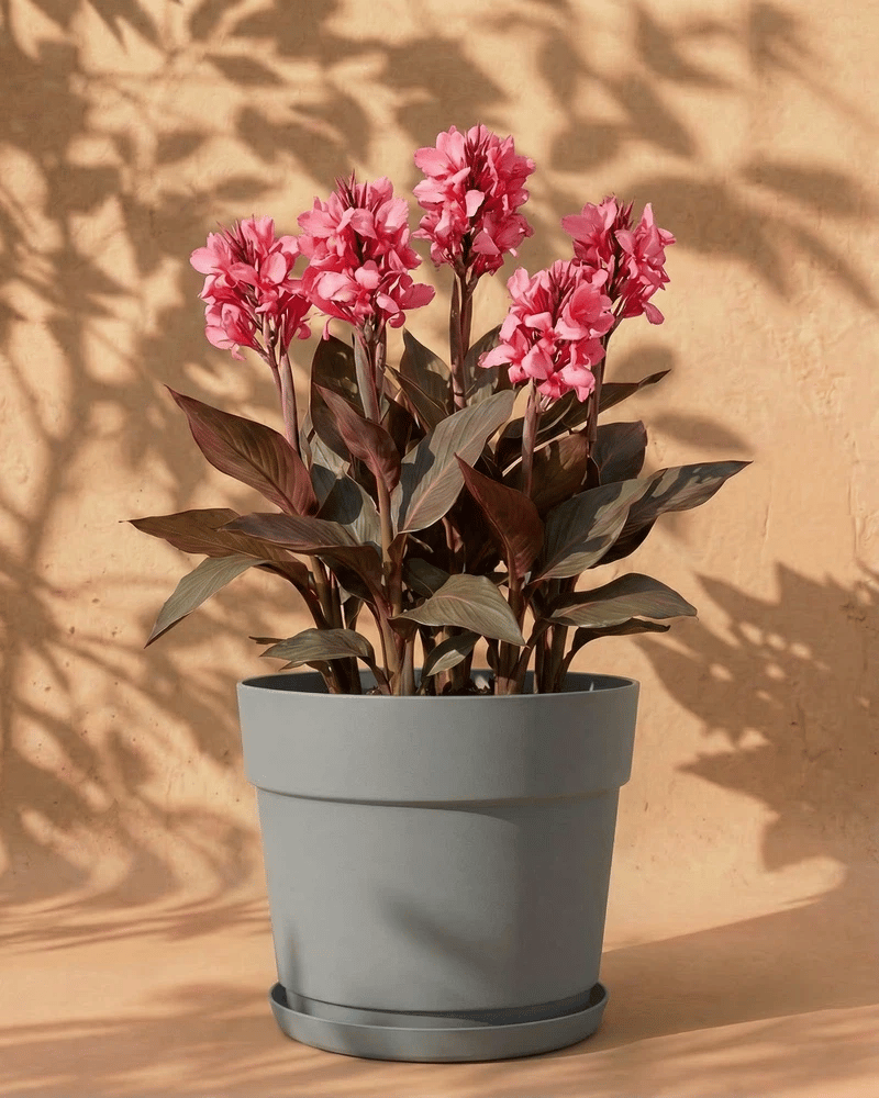 Pinke Canna im grauen Bloom-Übertopf mit dekorativem Band und Untersetzer