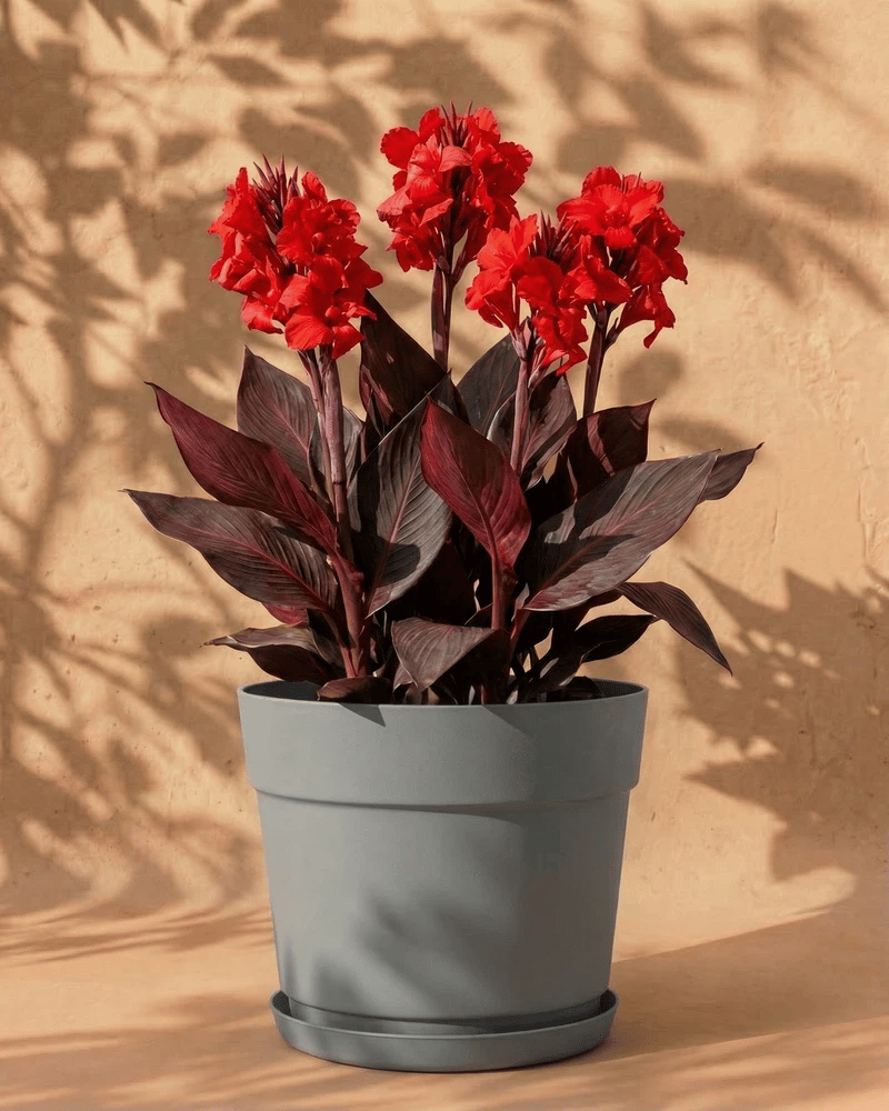 Rote Canna im grauen Bloom-Übertopf mit dekorativem Band und Untersetzer