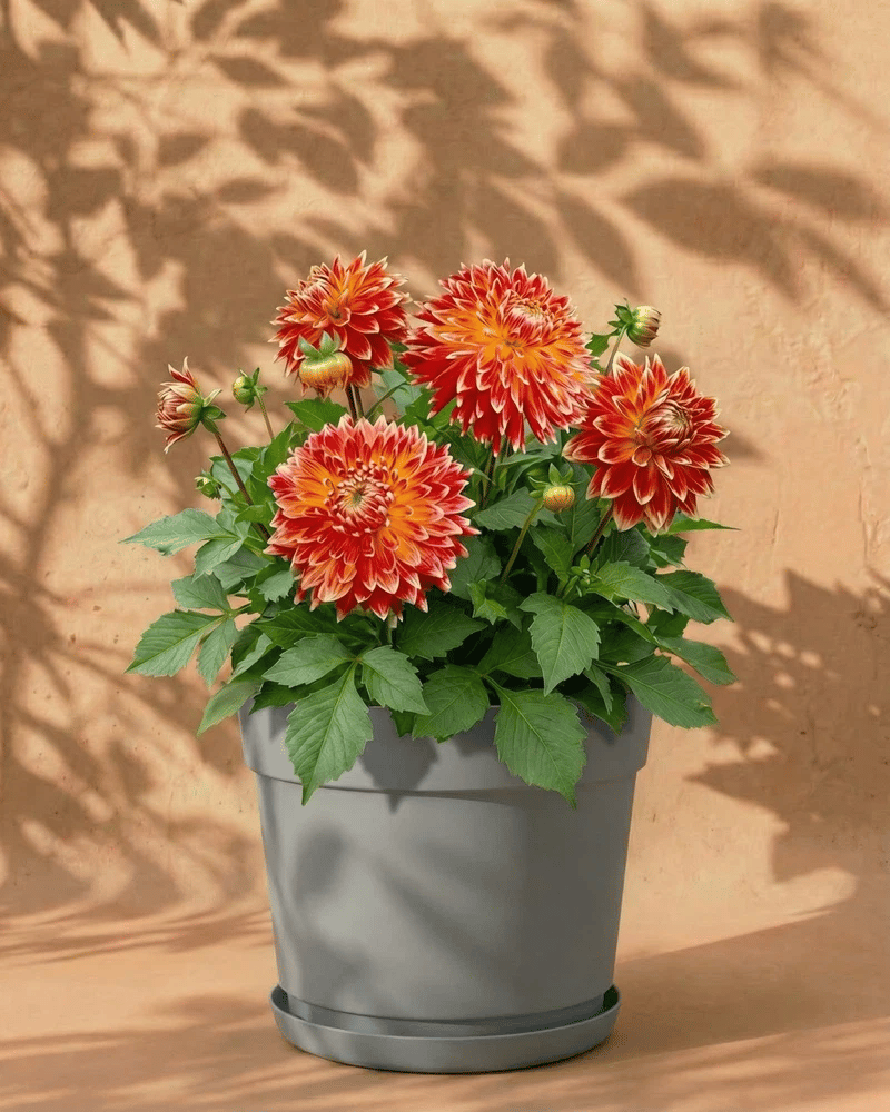 Orange-rote Dahlie im grauen Bloom-Übertopf mit dekorativem Band und Untersetzer