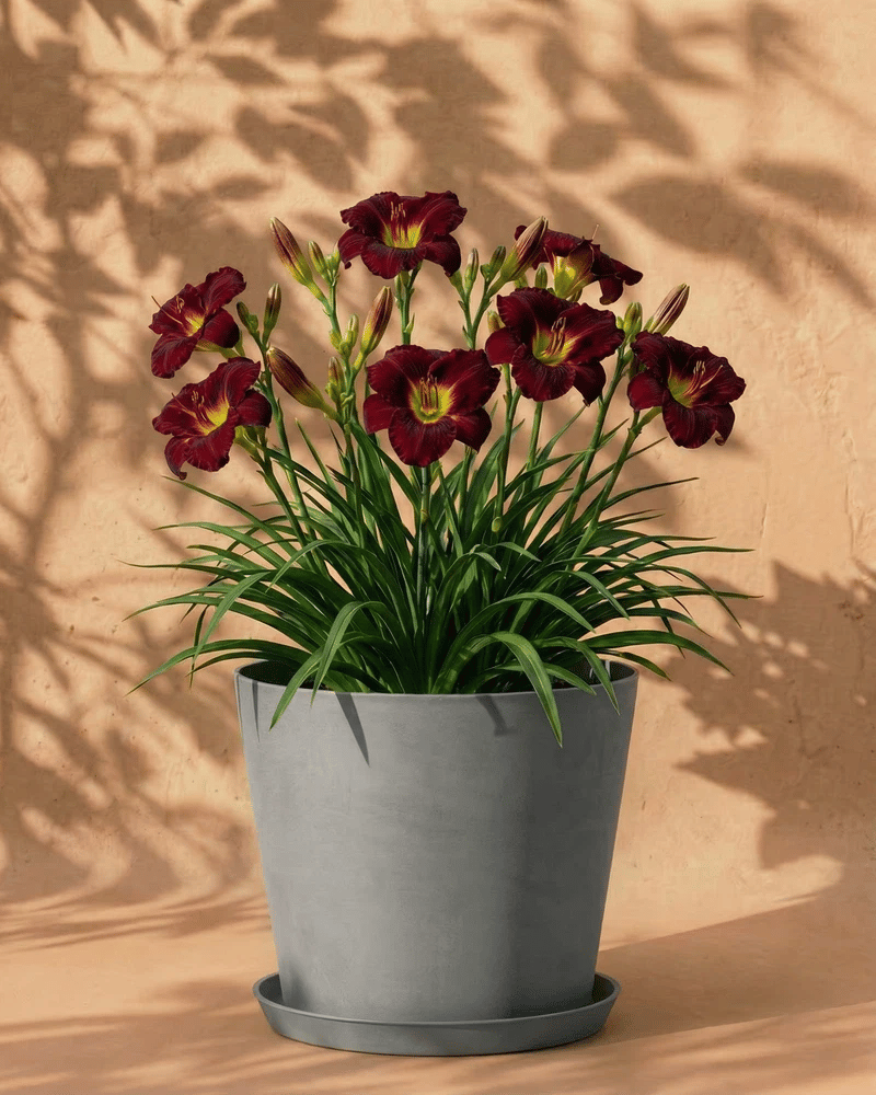 Weinrote Hemerocallis im graublauen Bloom-Übertopf mit dekorativem Band und Untersetzer