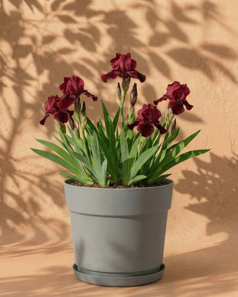 Rote Iris im grauen Bloom-Übertopf mit dekorativem Band und Untersetzer