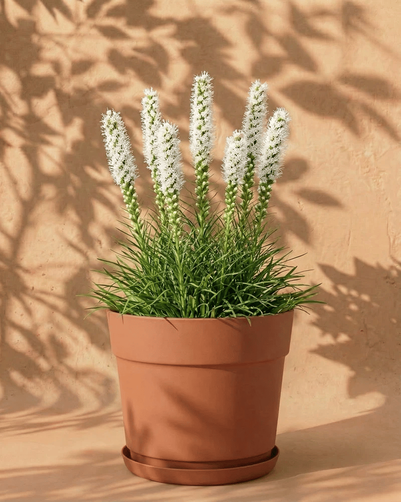 Weisse Prachtscharte im terrakottafarbenen Bloom-Übertopf mit dekorativem Band und Untersetzer