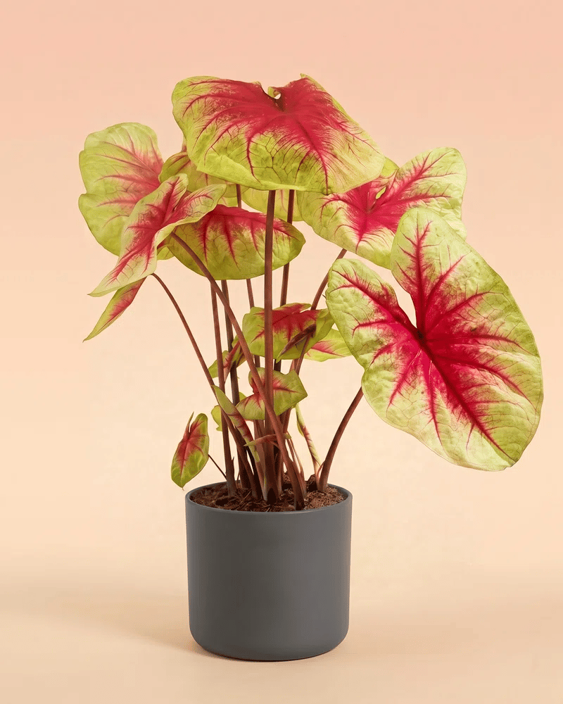 Caladium 'Lemon Blush' im hohen zylindrischen Lumi-Übertopf (Anthrazit, Beige, Sage, Weiss)