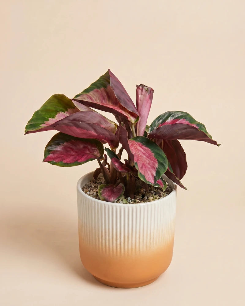 Die Calathea 'Rosy' im weiss-orangen Rilio-Übertopf mit Farbverlauf und geriffelter Unterseite.
