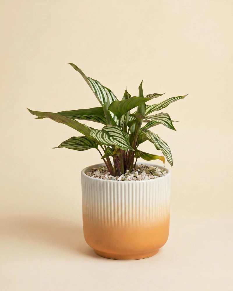 Die Calathea vittata im weiss-orangen Rilio-Übertopf mit Farbverlauf und geriffelter Unterseite.