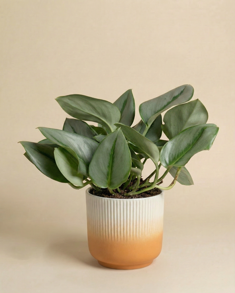 Die Efeutute 'Moonlight' mit schimmernden, breiten Blättern steht in einem gerippten Keramiktopf im Creme-Orange-Verlauf vor einem schlichten beigen Hintergrund.