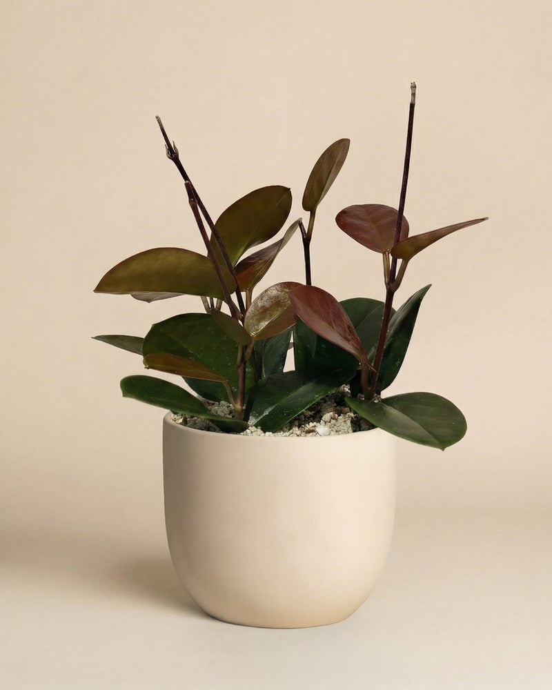 Hoya australis im runden cremefarbenen Calen-Übertopf