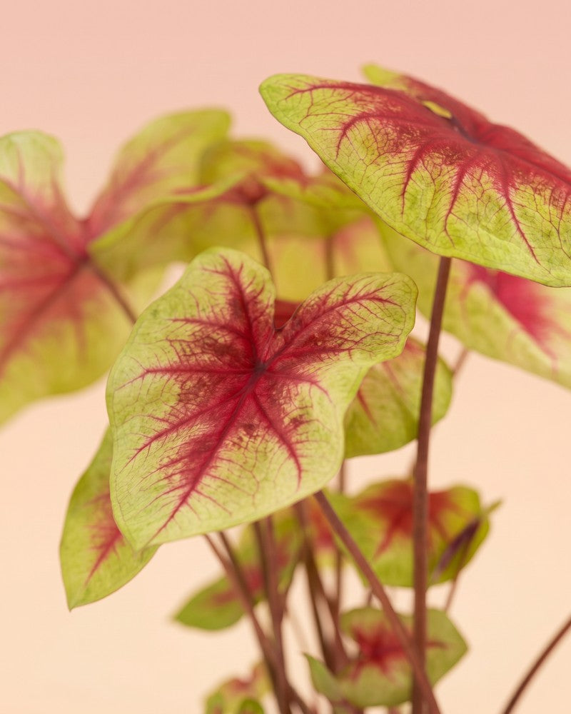 Detailansicht der gemusterten Blätter der Caladium 'Lemon Blush'