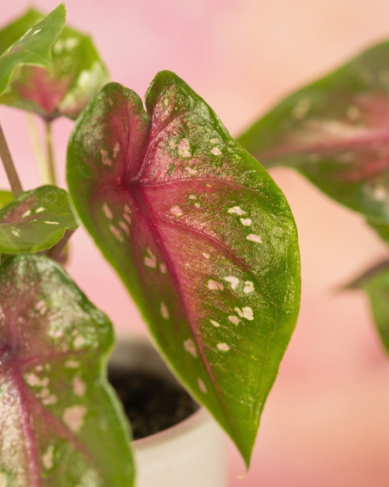 Einzelnes Caladium 'Casey' Blatt mit grünem Grund, rosa-pinker Mittelpartie und feinen cremefarbenen Sprenkeln vor zartrosa Hintergrund.