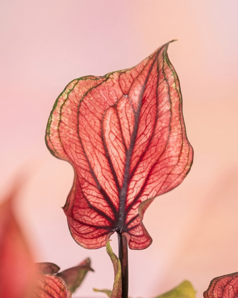 Einzelnes weinrotes Caladium-Blatt mit hellrosa Schimmer und dunklem Aderverlauf vor zartrosa Hintergrund.