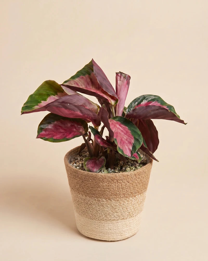 Die Calathea 'Rosy' im geflochtenen, zweifarbigen Jute-Übertopf Lapis.