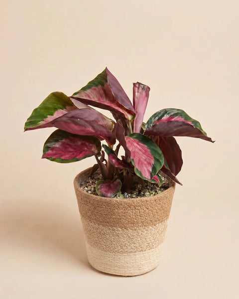 Die Calathea 'Rosy' im geflochtenen, zweifarbigen Jute-Übertopf Lapis.