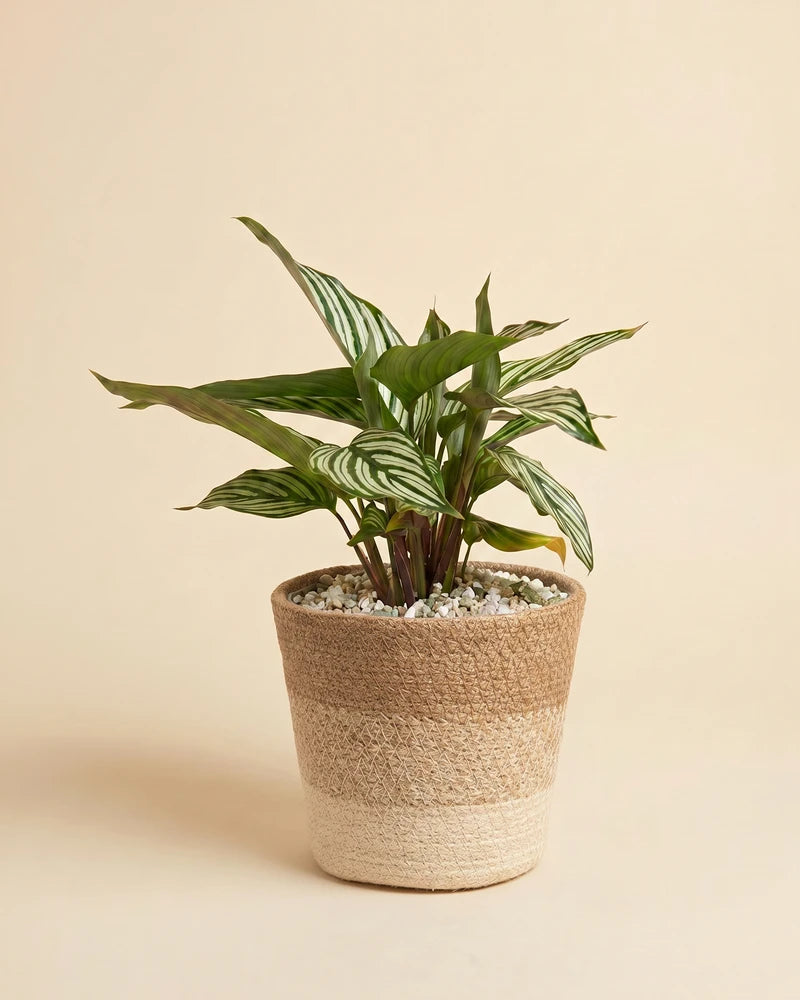 Die Calathea vittata im geflochtenen, zweifarbigen Jute-Übertopf Lapis.
