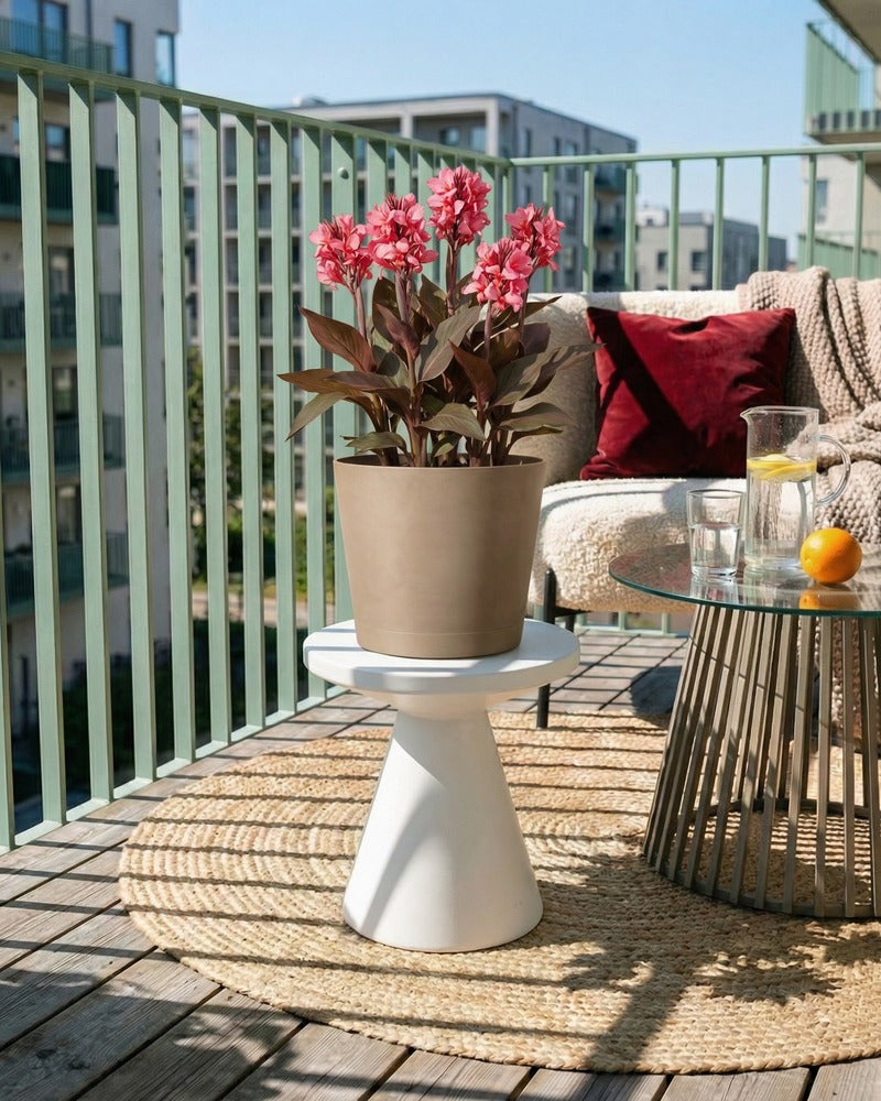 Pinke Canna im beigen Topf auf einem sonnigen Balkon mit Lounge-Sofa