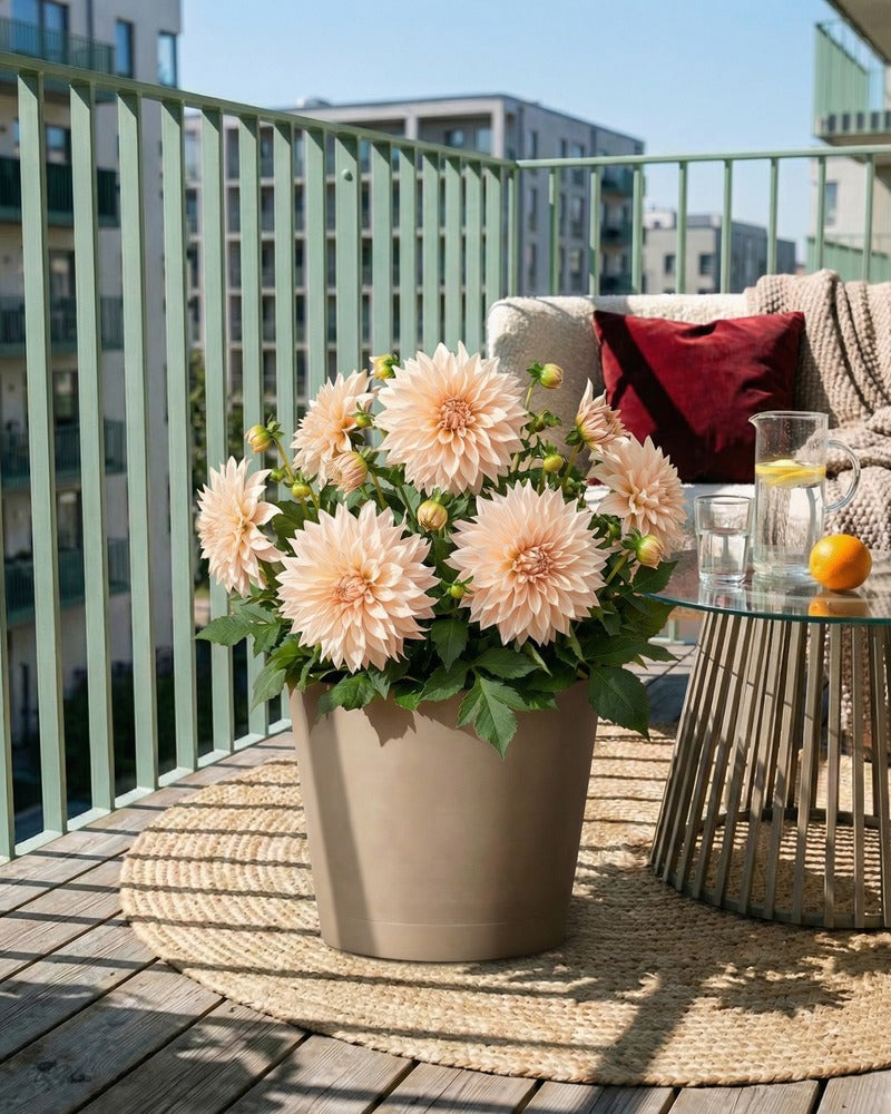 Beige Dahlie im beigen Topf auf einem sonnigen Balkon mit Lounge-Sofa