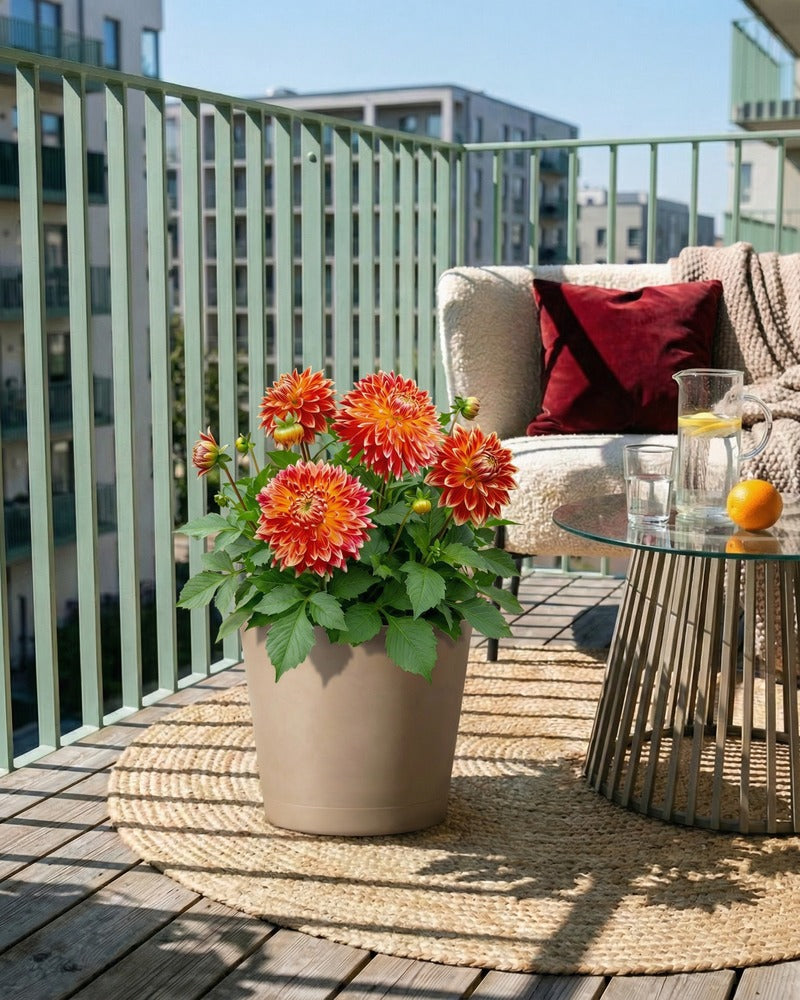 Orange-rote Dahlie im beigen Topf auf einem sonnigen Balkon mit Lounge-Sofa