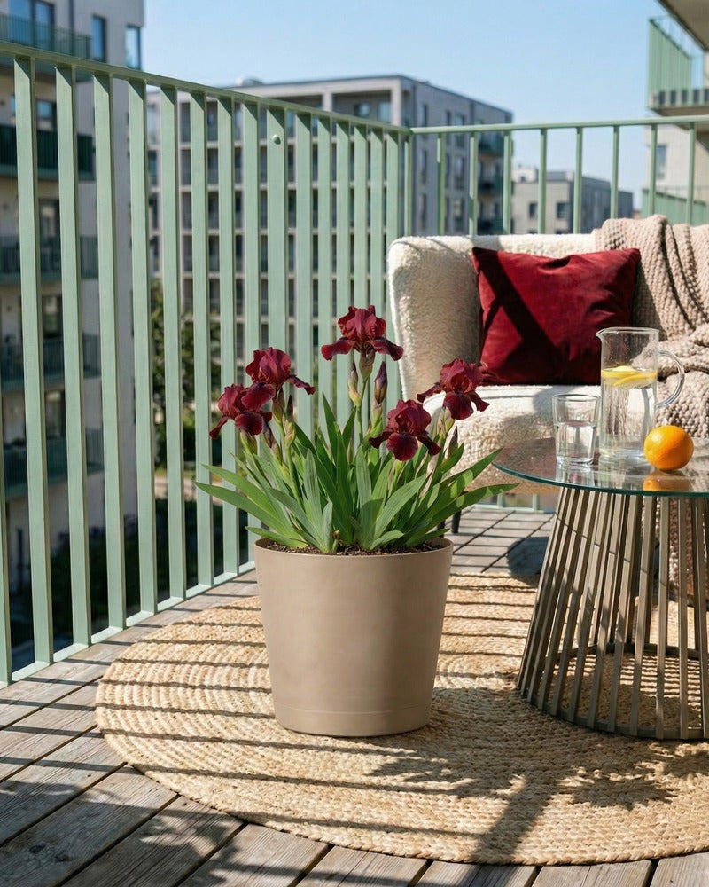 Rote Iris im beigen Topf auf einem sonnigen Balkon mit Lounge-Sofa