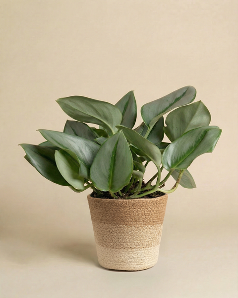 Die Efeutute 'Moonlight', eine Zimmerpflanze mit schimmernden Blättern, steht in einem zweifarbigen, geflochtenen Korb vor beigefarbenem Hintergrund.