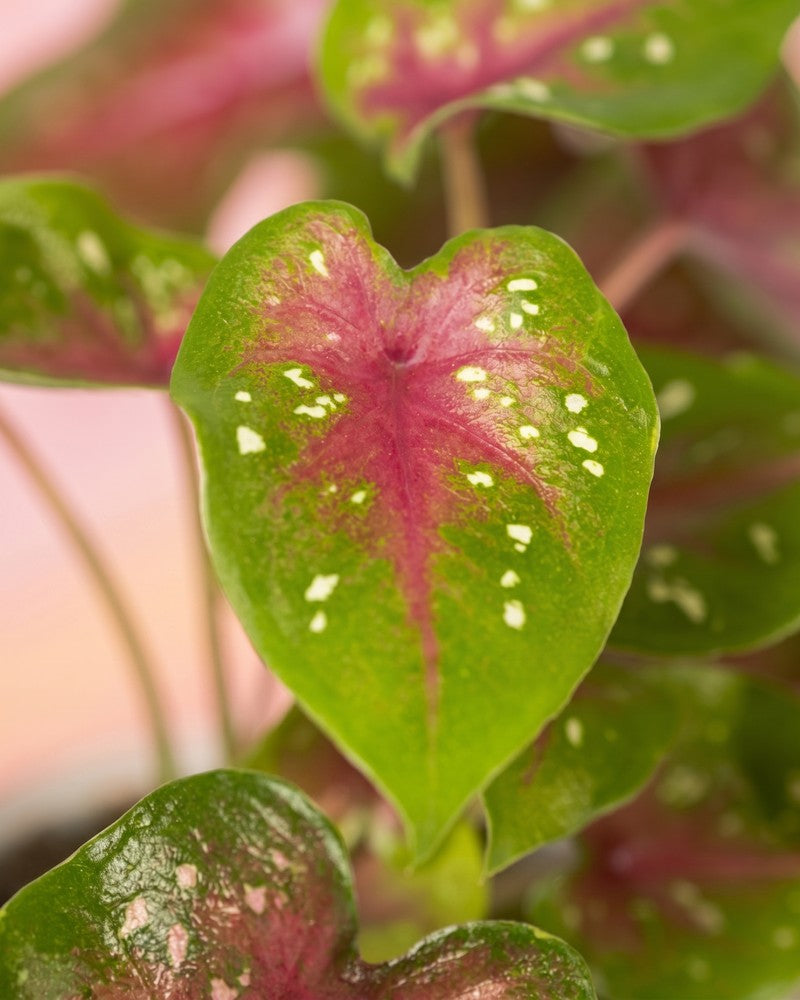 Nahaufnahme eines grünen Caladium-Blattes mit pinker Mitte und feinen weissen Tupfen.