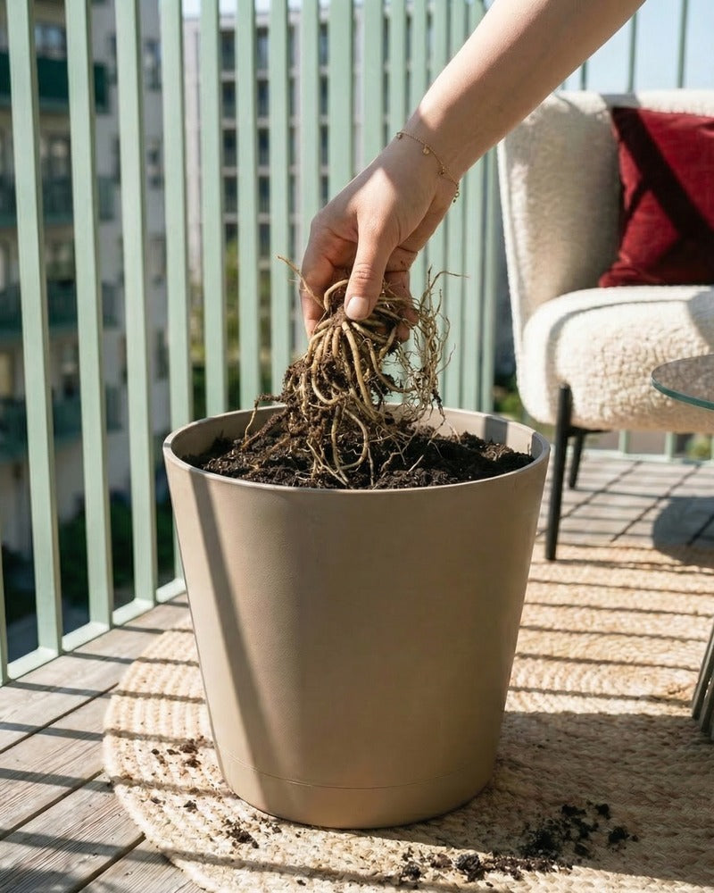 Hand pflanzt Hosta-Rhizom in einen beigen Topf auf einem sonnigen Balkon