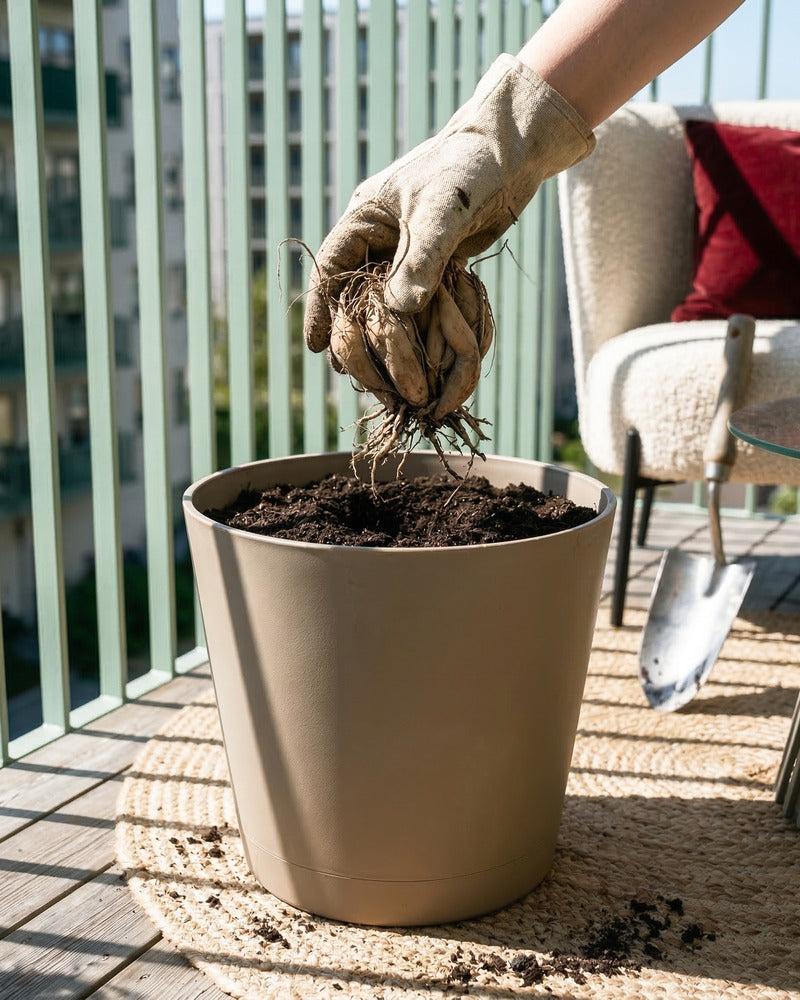 Hand pflanzt Dahlien-Knolle in einen beigen Topf auf einem sonnigen Balkon