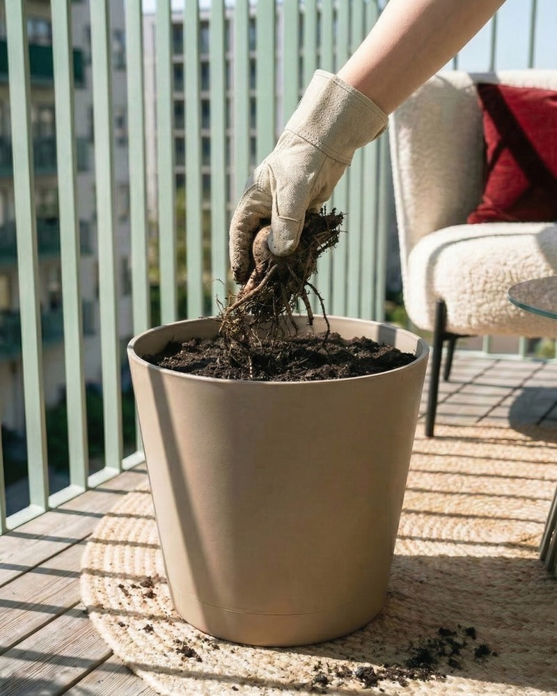 Hand pflanzt Iris-Rhizom in einen beigen Topf auf einem sonnigen Balkon