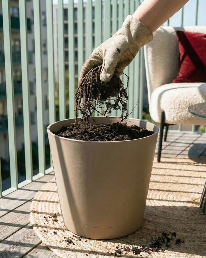 Hand pflanzt Hemerocallis-Rhizom in einen beigen Topf auf einem sonnigen Balkon