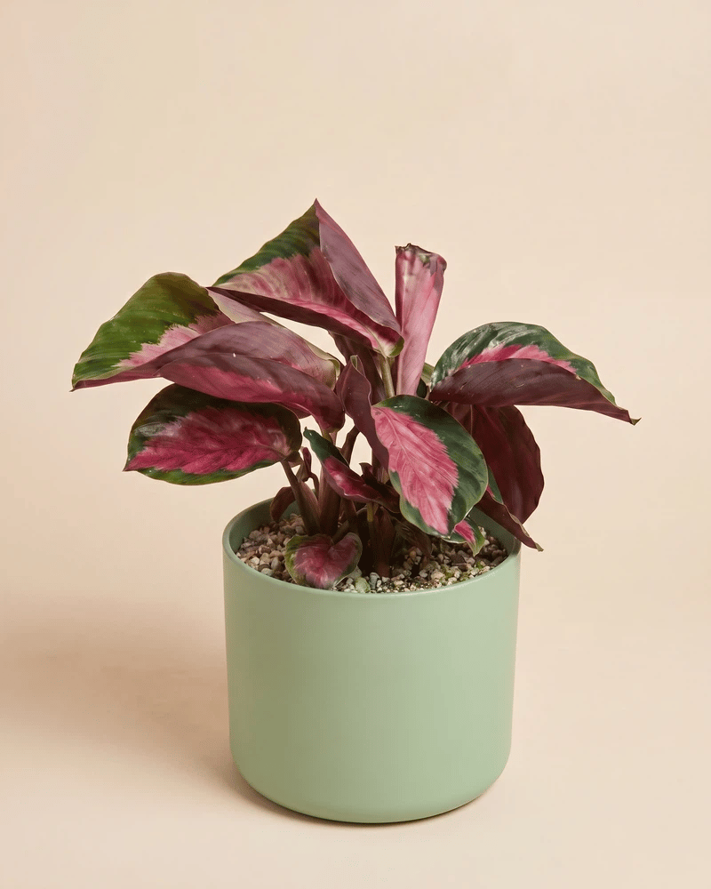 Die Calathea 'Rosy' im Lumi-Übertopf aus Kunststoff in vier Farben: Grün, Beige, Weiss und Anthrazit.