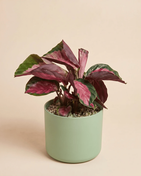 Die Calathea 'Rosy' im Lumi-Übertopf aus Kunststoff in vier Farben: Grün, Beige, Weiss und Anthrazit.