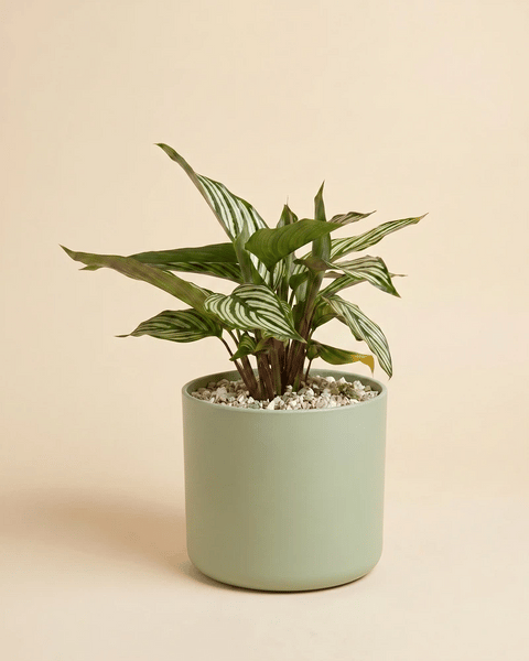 Die Calathea vittata im Lumi-Übertopf aus Kunststoff in vier Farben: Grün, Beige, Weiss und Anthrazit.