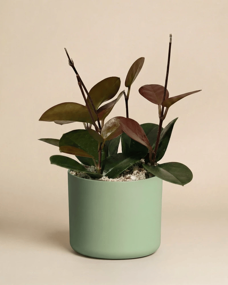 Hoya australis im zylindrischen Lumi-Übertopf in Grün, Beige, Weiss und Anthrazit