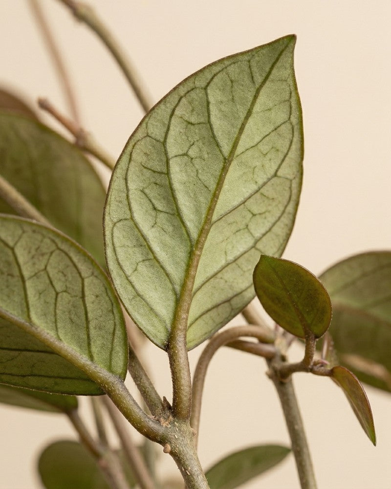 Nahaufnahme eines Blattknotens mit kleinen neuen Blättern der Hoya pubicalyx