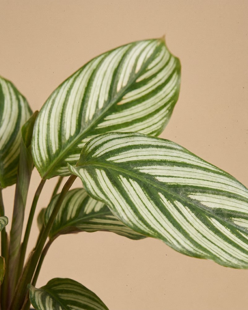 Detailaufnahme zweier grün-weiss gestreifter Blätter der Calathea vittata vor beigem Hintergrund.