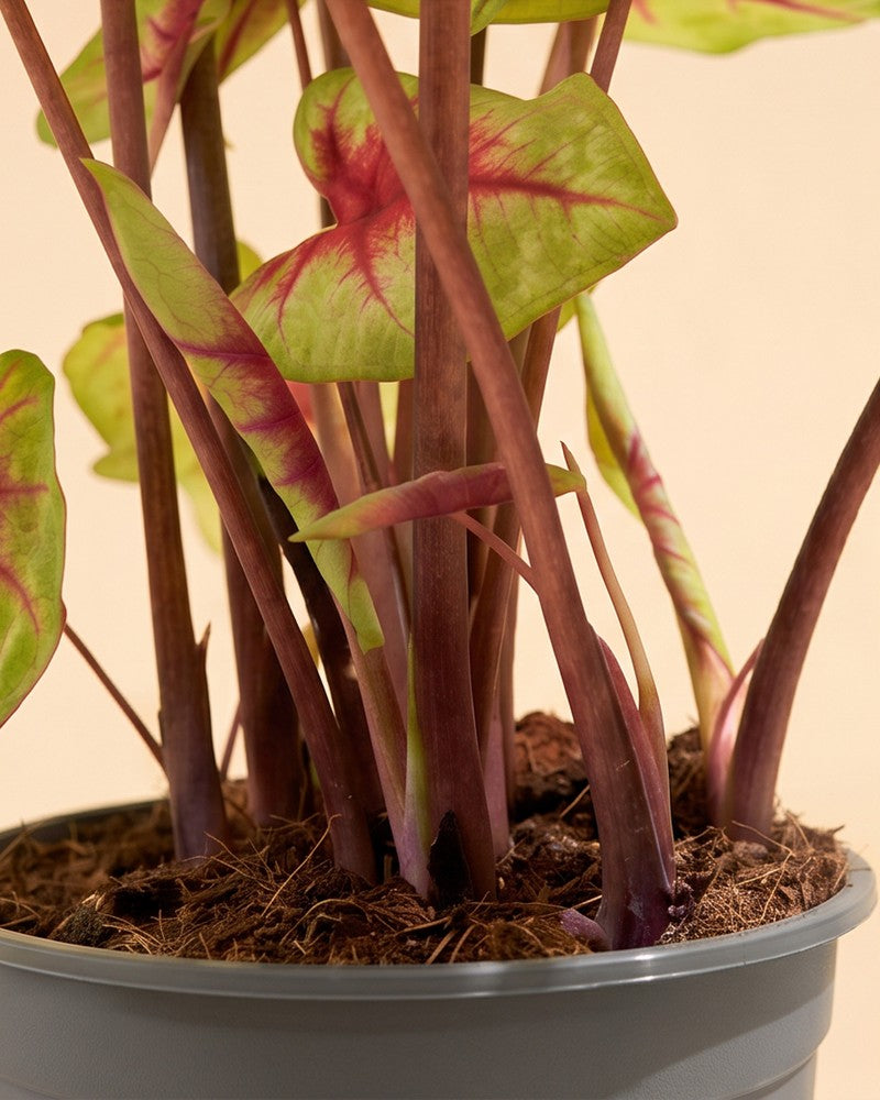 Detailansicht der rötlichen Stiele und Erde der Caladium 'Lemon Blush'