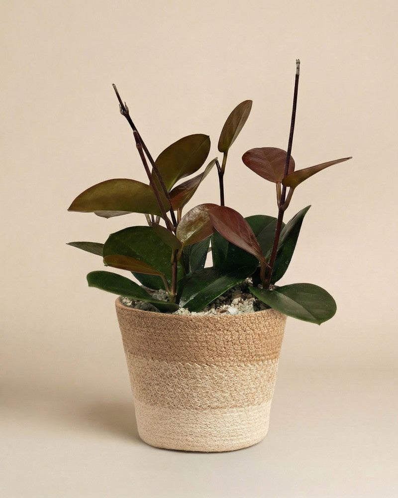 Hoya australis im geflochtenen Kesat-Übertopf aus Seegras