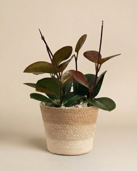 Hoya australis im geflochtenen Kesat-Übertopf aus Seegras