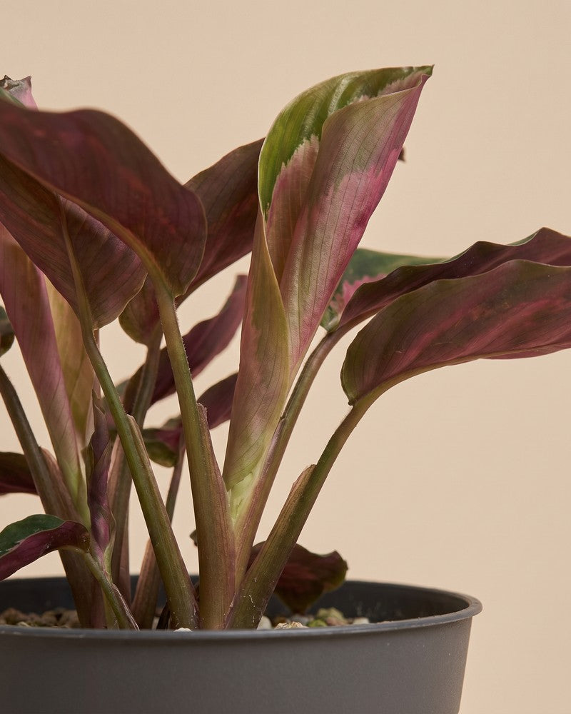 Seitliche Detailaufnahme der Calathea 'Rosy' im dunkelgrauen Anzuchttopf mit aufgerollten Blättern.