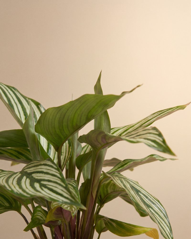 Aufrechte gestreifte Blätter der Calathea vittata vor beigem Hintergrund.