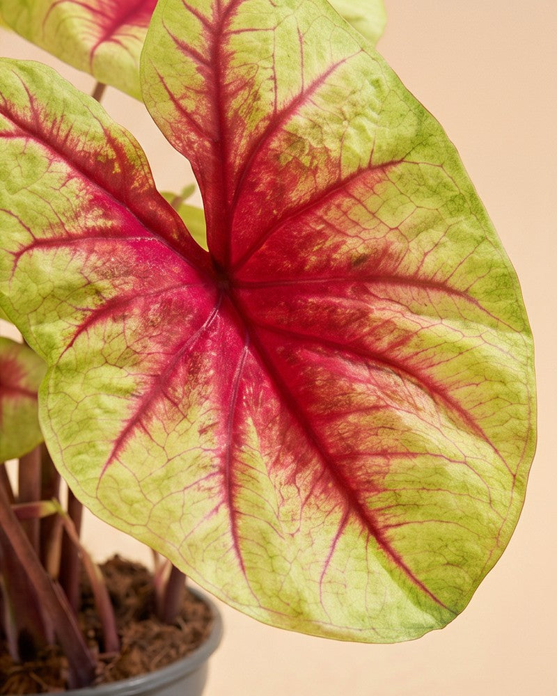Nahaufnahme eines pink-grünen Blattes der Caladium 'Lemon Blush'