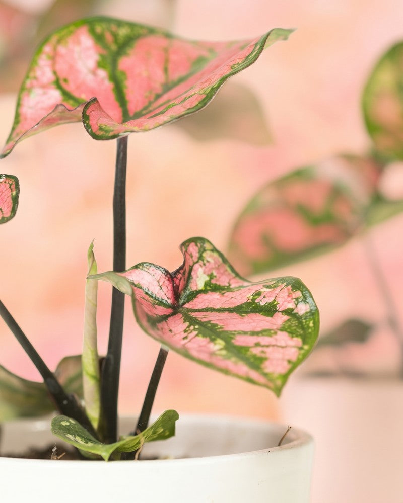 Detailaufnahme eines rosa Caladium-Blattes mit grün-rosa Marmorierung und dunklen Adern.