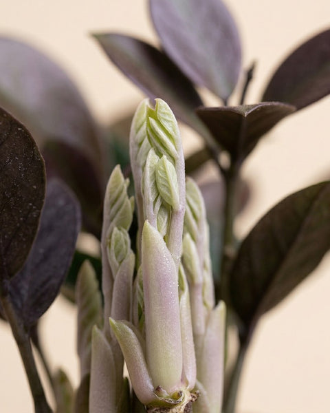 Nahaufnahme neue hellgrüne Triebe und Knospen der Hoya australis