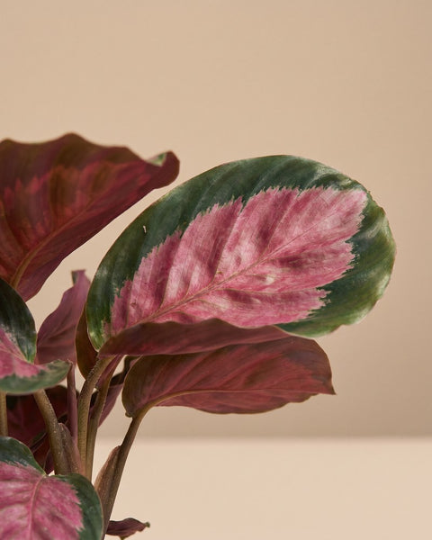 Nahaufnahme eines pink-grünen Blattes der Calathea 'Rosy' mit weiteren Blättern im Hintergrund.