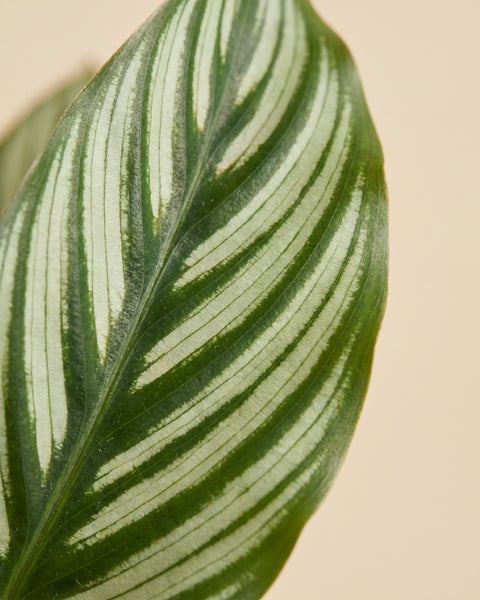 Makroaufnahme eines einzelnen pinstripe-gestreiften Blattes der Calathea vittata.