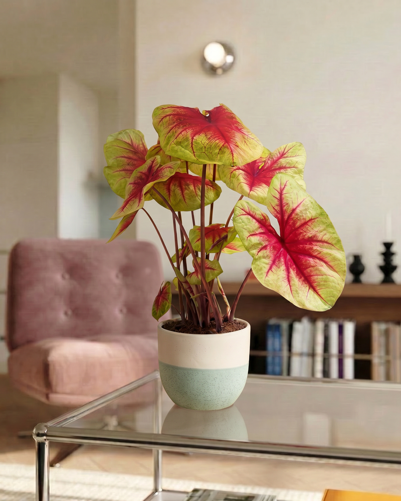 Caladium 'Lemon Blush' im Variado-Übertopf auf Glastisch mit pinkem Sessel