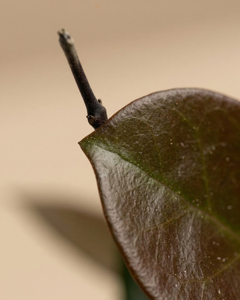 Nahaufnahme eines einzelnen dunkelgrünen Blattes mit Blattstiel