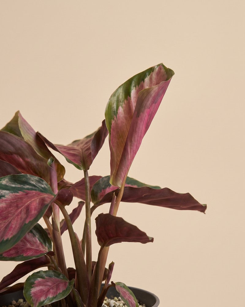 Aufgerichtete Blätter der Calathea 'Rosy' vor beigem Hintergrund mit pink-grüner Blattzeichnung.