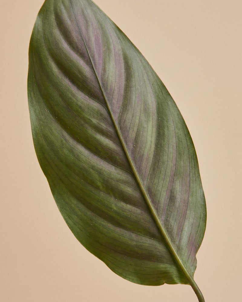 Nahaufnahme eines olivgrünen Blattes mit lila Schimmer der Calathea vittata.