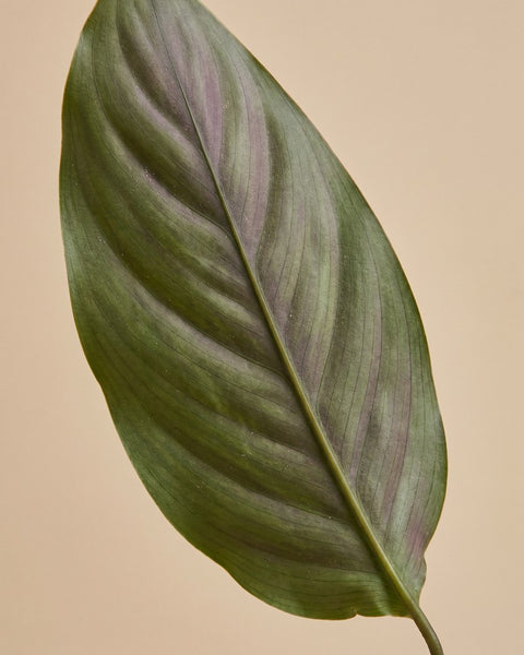 Nahaufnahme eines olivgrünen Blattes mit lila Schimmer der Calathea vittata.
