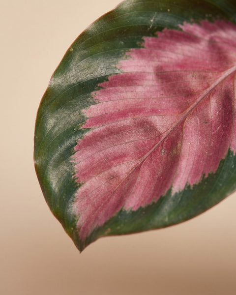 Detailansicht eines pink-grünen Blattes der Calathea 'Rosy' mit ausgeprägter Mittelrippe.